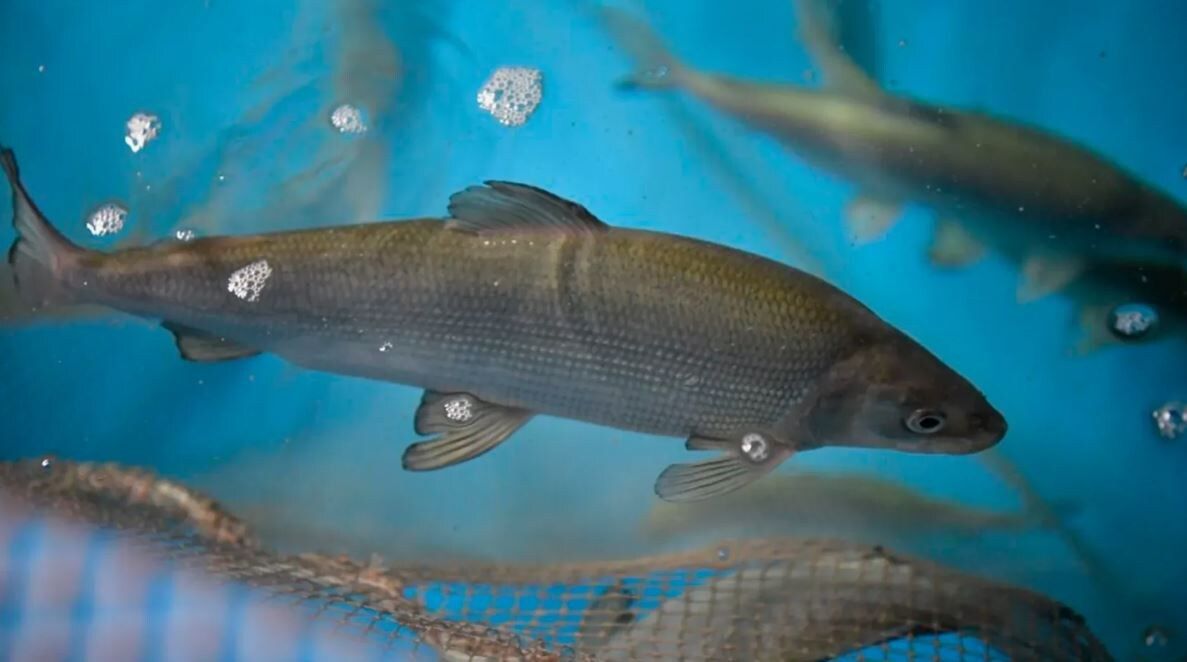 ������ ��������� ���� �������� ����� ������� � ��� ��� ��� �����