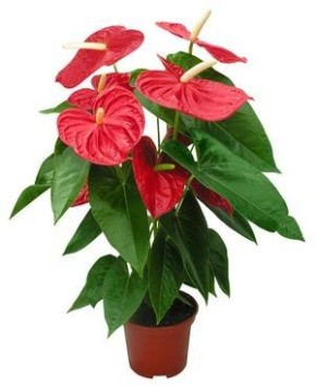 �������� � ����: ������ ������ ������ � ���������� ���������� �����