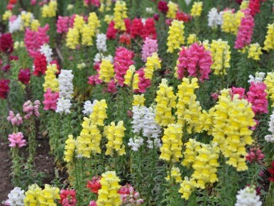 ��� ��������� �� ������� �����, ����� �� ���� ��������� ������ ����