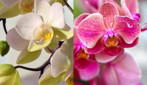 Как добиться раннего цветения орхидей: секреты от любителей цветов