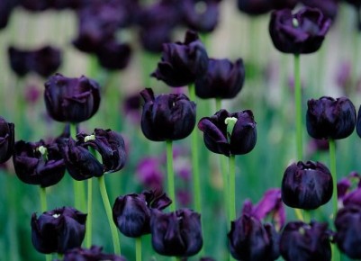 ׸���� �������: ������� ������� ������ � ��� ������ ����������������