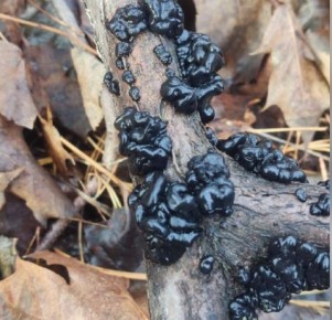 Экзотические грибы в Самарской области: собираем деликатес вместо черной икры