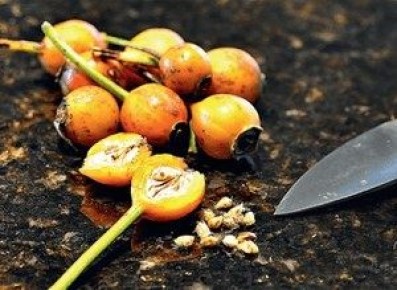 Как вырастить розы из семян: секреты успешного домашнего садоводства