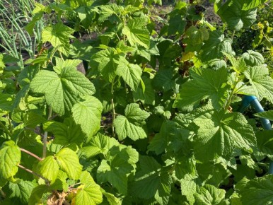 Как вернуть жизнь старым кустам смородины: практическое руководство