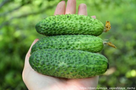 ������ �Ҹ�� F1�: ��� �������� ������������� ������ � ������������ ��������