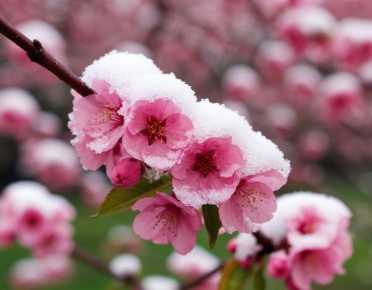 Снег в апреле: как защитить сад от неожиданных холодов