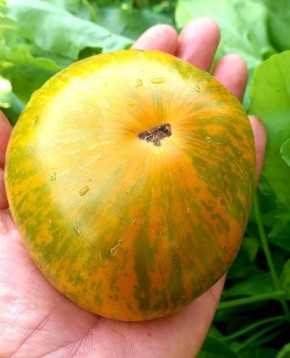 Овощной рекорд: какие плоды удивили в этом сезоне?