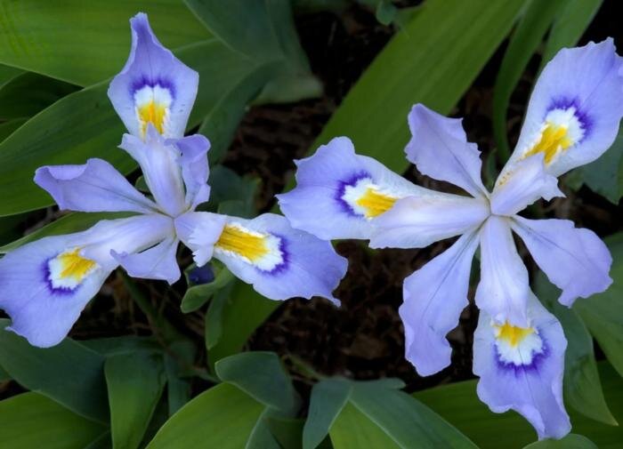 Как эффективно размножить ирисы: секреты и советы