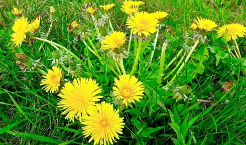 ������� ���� �������: ��� �����, ������� � ��������� �������� ����� �����