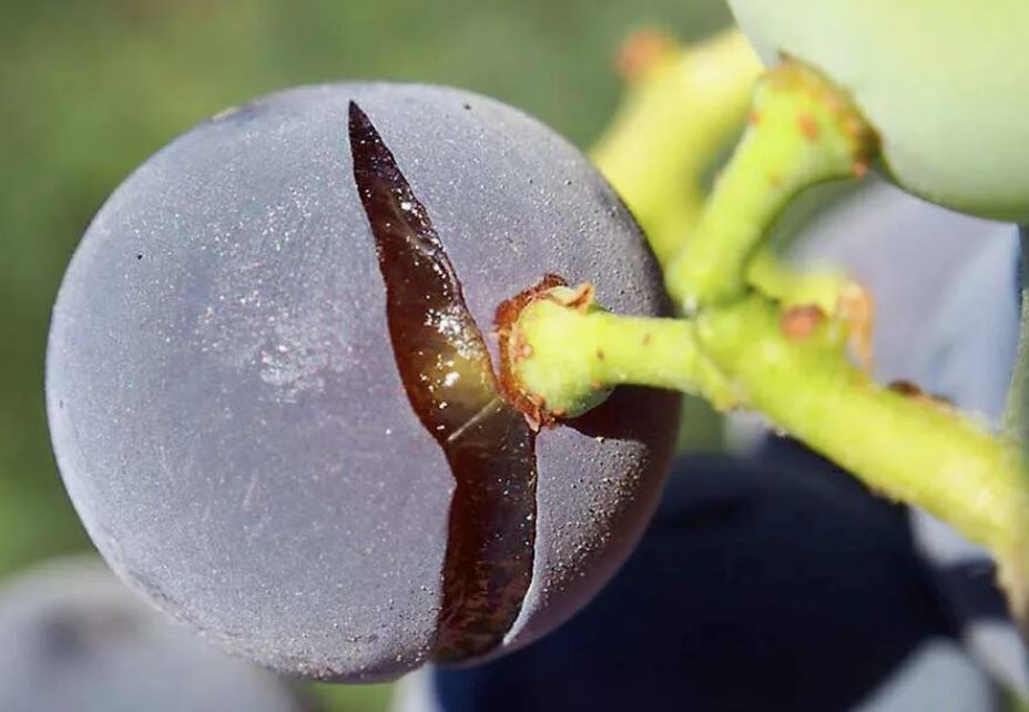 Почему трескаются ягоды винограда?