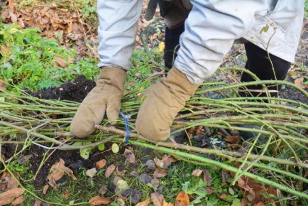 Как поразить зиму: лучшие способы укрытия роз для надежной защиты