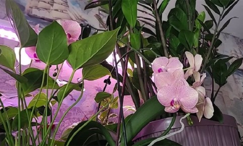 Необычный секрет для быстрого роста растений: как использовать грецкие орехи