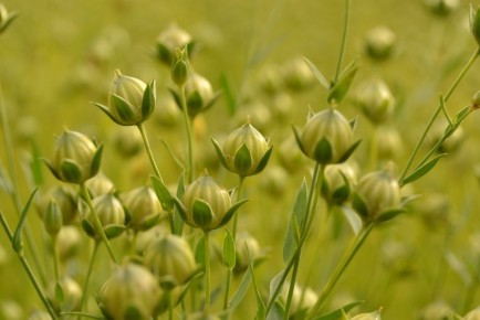 Семена льна: как они влияют на здоровье и для кого могут быть опасны