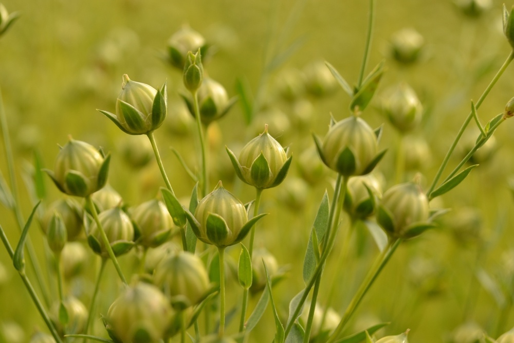 Семена льна: как они влияют на здоровье и для кого могут быть опасны