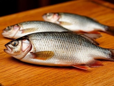 �����: ���� ������� ��� �������� �������?