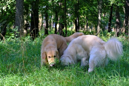 Как кабачки стали лучшим лакомством для голденов