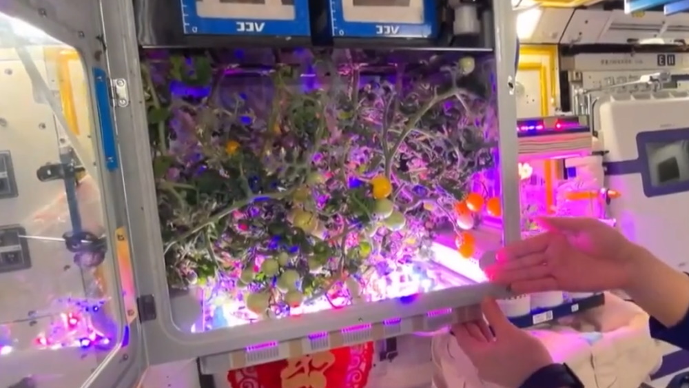 Космические помидоры: Как китайские астронавты отпраздновали Новый год на орбите