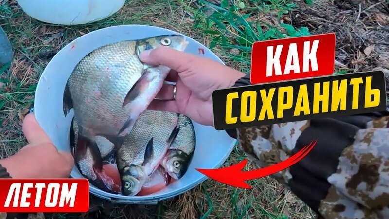 Как сохранить улов в жару: простые советы для рыболовов