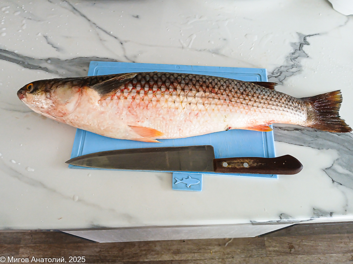 Как приготовить вареного пеленгаса с молодым картофелем