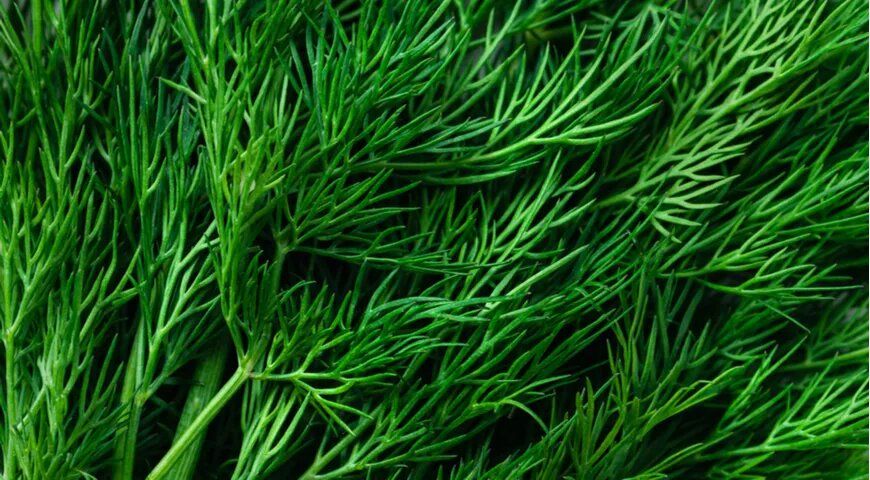 ����� � ���������: ������� � ���� ��� ��������