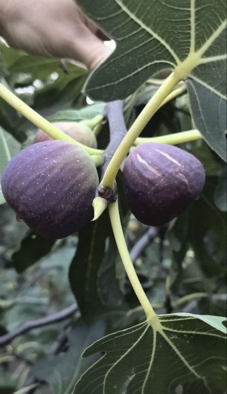 �����: �����, ������ ���� � �������� �����