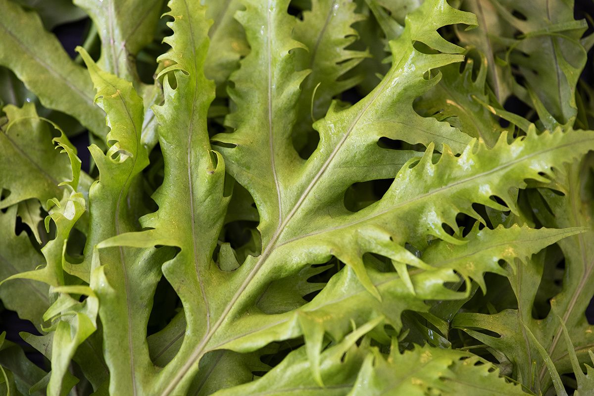 ������� ��������: ������ �������� ������ ������ ����� ������ ������ �������