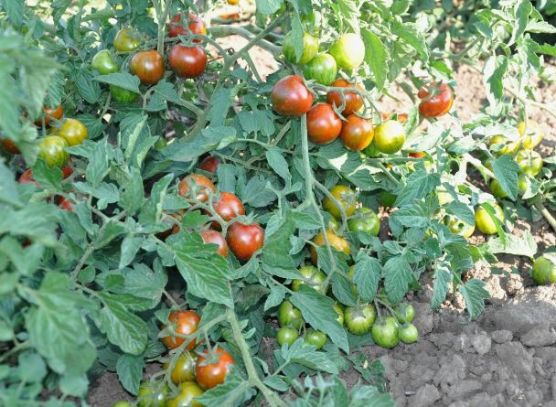 ��������� �� ���������: ��� �������� ������ �� �������� �������