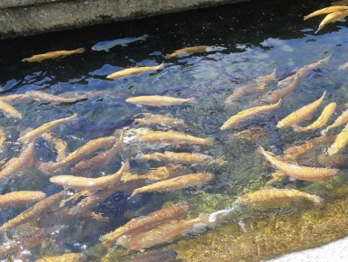 ����� �� ���� � ������ ��������� ���������� �����