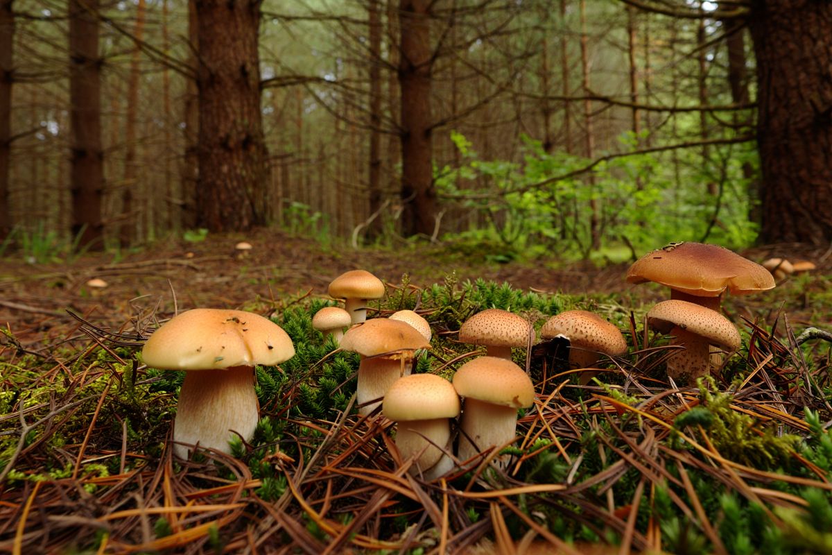 ����� ��� �������: ��� ��������� ��� ������������ � �������� 2026 ����