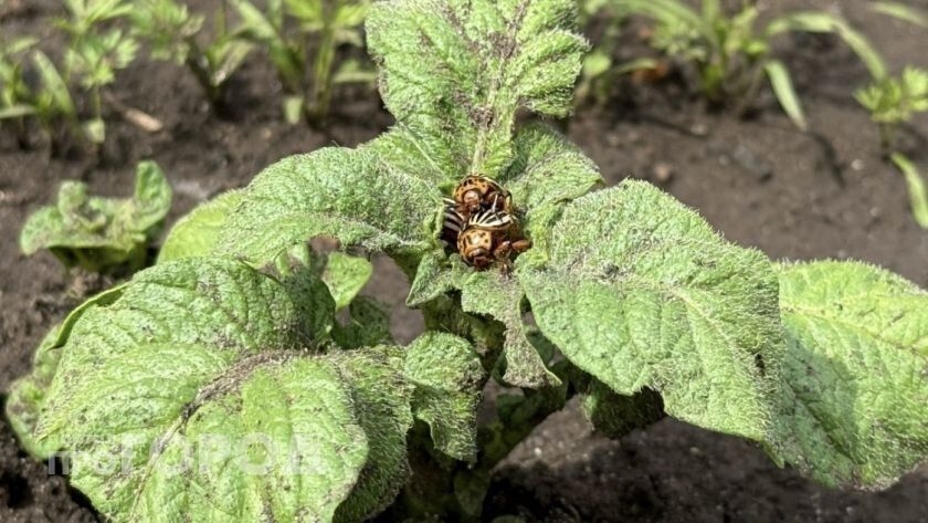 ����������� ������ ������ ��������� �� ������������ ���� ��� �����