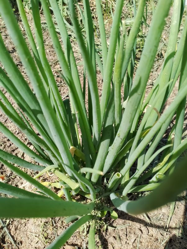 ������ ���������� ���: �������, ������� ������� � ����