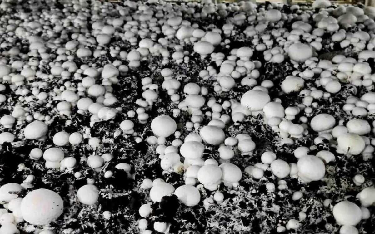 ����� ��������� �� ����� �������� �� ����������� ������ ������������ �������