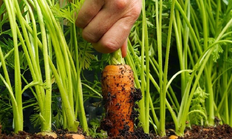 ������� �������� ������������ �������: ��� �������� ������� ������ ��� ����� ����� �� ��� ���