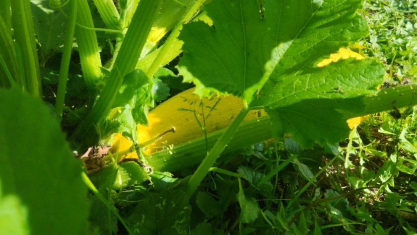 ���������� ��������: �����, ������� ���������� �� ����