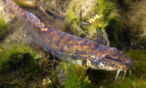 ������ ����� (Barbatula barbatula Linnaeus, 1758)