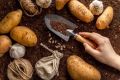 Секреты успешной посадки картофеля для богатого урожая
