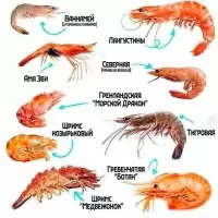 Креветки: как маленькие морские гурманы завоевали мир